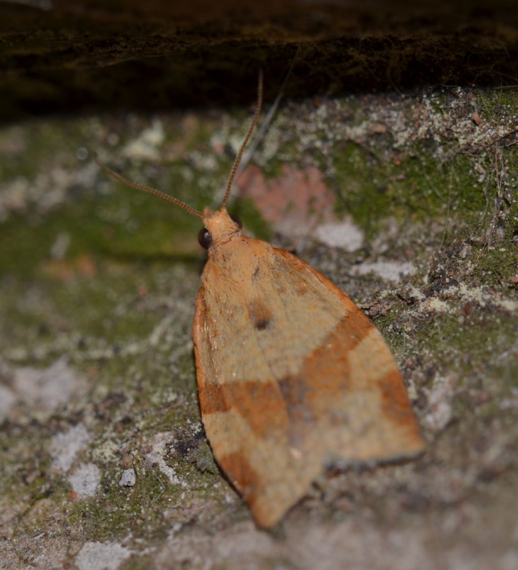 Tortricidae Clepsis consimilana?